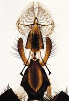 arthropoda_(materiale_didactice)
