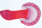 fungi_(materiale_didactice)