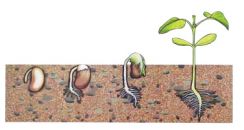 mulaj_germinatia_fasolii_(materiale_didactice)