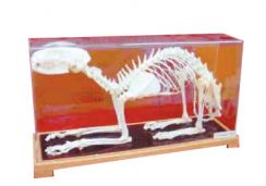 mulaj_schelet_pisica_(materiale_didactice)