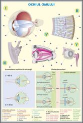 plansa_ochul_omului_structura_ochiului_la_animale_duo_(fata-verso)_(materiale_didactice)_