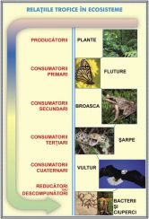 plansa_relatii_trofice_in_ecosisteme_feriga_duo_(fata-verso)_(materiale_didactice)_