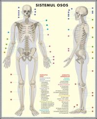plansa_schelet_sistemul_muscular_duo_(fata-verso)(materiale_didactice)