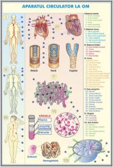 plansa_sistemul_circulator_la_om_evolutia_sistemului_circulator_la_animale_duo_(fata-verso)_(materiale_didactice)_