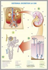 plansa_sistemul_excretor_la_om_evolutia_sistemului_excretor_la_animale_duo_(fata-verso)_(materiale_didactice)_