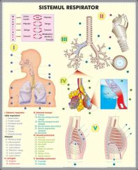 plansa_sistemul_respirator_celula_eucariota_duo_(fata-verso)_(materiale_didactice)_