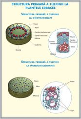 plansa_structura_tulpinei_la_plantele_erbacee_regnul_ciupercilor_duo_(fata-verso)_(materiale_didactice)_