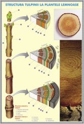 plansa_structura_tulpinei_la_plantele_lemnoase_structura_varfului_de_radacina_duo_(fata-verso)_(materiale_didactice)_
