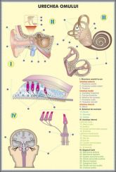 plansa_urechea_omului_structura_urechii_la_animale_duo_(fata-verso)_(materiale_didactice)_