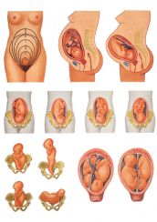 pozitia_fatului_inainte_de_nastere_(materiale_didactice)