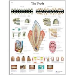 vr1263l_01_the-teeth-chart
