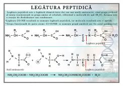 Legatura peptidica