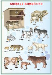 Planșă. Animale domestice