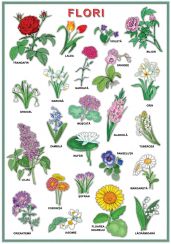 Plansa. Flori