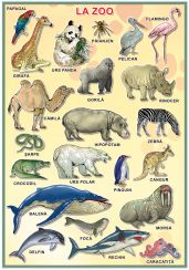Planșă. La Zoo