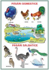 Planșă. Păsări domestice. Pasari sălbatice