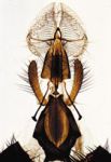 arthropoda_(materiale_didactice)