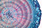 gimnosperme_(materiale_didactice)_(8)
