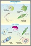plansa_gimnospermele_regnul_protista_duo_(fata-verso)_(materiale_didactice)_(2)