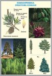 plansa_gimnospermele_regnul_protista_duo_(fata-verso)_(materiale_didactice)_