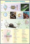 plansa_ochul_omului_structura_ochiului_la_animale_duo_(fata-verso)_(materiale_didactice)_(2)