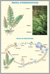 plansa_relatii_trofice_in_ecosisteme_feriga_duo_(fata-verso)_(materiale_didactice)_(2)