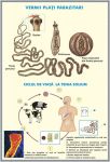 plansa_reproducerea_celulei_viermii_plati_papazitari_duo_(fata-verso)_(materiale_didactice)_(2)