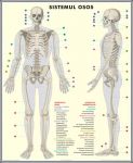 plansa_schelet_sistemul_muscular_duo_(fata-verso)(materiale_didactice)