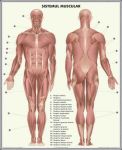 plansa_schelet_sistemul_muscular_duo_(fata-verso)_(materiale_didactice)