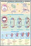 plansa_sistemul_circulator_la_om_evolutia_sistemului_circulator_la_animale_duo_(fata-verso)_(materiale_didactice)_(2)