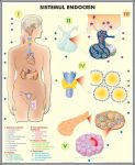 plansa_sistemul_endocrin_sistemul_digestiv_duo_(fata-verso)_(materiale_didactice)