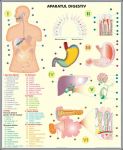 plansa_sistemul_endocrin_sistemul_digestiv_duo_(fata-verso)_(materiale_didactice)_(2)