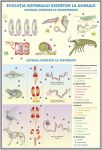 plansa_sistemul_excretor_la_om_evolutia_sistemului_excretor_la_animale_duo_(fata-verso)_(materiale_didactice)_(2)