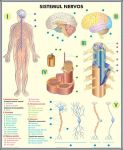plansa_sistemul_nervos_analizatorii_duo_(fata-verso)_(materiale_didactice)