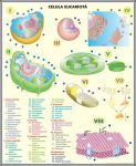 plansa_sistemul_respirator_celula_eucariota_duo_(fata-verso)_(materiale_didactice)_(2)