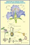 plansa_structura_si_functia_florii_la_plante_de_tip_angiospermatophyta_structura_si_functiile_frun_(materiale_didactice)_(2)