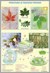 plansa_structura_si_functia_florii_la_plante_de_tip_angiospermatophyta_structura_si_functiile_frun_(materiale_didactice)_