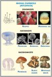 plansa_structura_tulpinei_la_plantele_erbacee_regnul_ciupercilor_duo_(fata-verso)_(materiale_didactice)_(2)