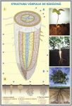 plansa_structura_tulpinei_la_plantele_lemnoase_structura_varfului_de_radacina_duo_(fata-verso)_(materiale_didactice)_(2)