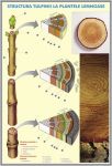 plansa_structura_tulpinei_la_plantele_lemnoase_structura_varfului_de_radacina_duo_(fata-verso)_(materiale_didactice)_