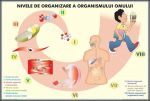 plansa_tesuturile_umane_nivele_de_organizare_a_organismului_uman_duo_(fata-verso)_(materiale_didactice)_(2)