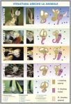 plansa_urechea_omului_structura_urechii_la_animale_duo_(fata-verso)_(materiale_didactice)_(2)