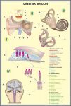 plansa_urechea_omului_structura_urechii_la_animale_duo_(fata-verso)_(materiale_didactice)_