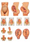 pozitia_fatului_inainte_de_nastere_(materiale_didactice)