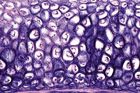tesuturi_(materiale_didactice)