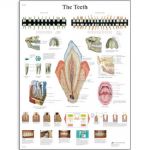 vr1263l_01_the-teeth-chart