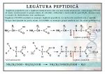 Legatura peptidica